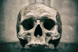 Old human skull close up. Toned image.