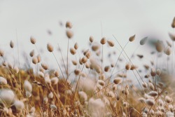 Bunny tails grass on vintage style; nature background
