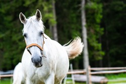 White Lipizzan Horse running, galloping in Stable, Lipizzan horses are a rare breed and most famous in Viennese Spanish Riding School and Stud Farm in Lipica, Slovenia