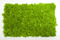 Reindeer moss wall, green wall decoration made of reindeer lichen Cladonia rangiferina, recolored to match Pantone 15-0343c, color of the year 2017, isolated on white, usable for interior mock ups