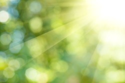 Natural outdoors bokeh background  in green and yellow tones with sun rays