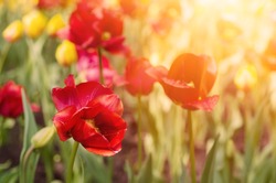 Red beautiful tulips field in spring time, seasonal natural floral background with sun shining.