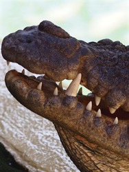 A Closeup Portrait of a Predatory Estuarine Crocodiles Strong Powerful Jaw with Razor-Sharp Teeth.         