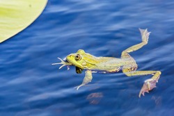 Close up photo of green bullfrog in the water