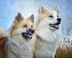 Icelandic Sheepdogs in  outdoor setting