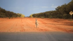 Kangaroo is standing on road. End of road bitumen, beginning of  gravel road. Edge of asphalt and red sand. Finish one road is start of another way