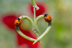 ladybug lovers .. .. ...