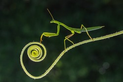 Praying Mantis in the nature