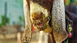Contagious ecthyma infection in the mouth of a brown goat. Mouth and foot common Diseases of Dairy Goats and Sheep