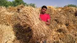 Golden paddy harvested from agricultural field and stored at a rural Indian farm.