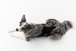 A Border Collie dog is lying on a white background. Top view. The dog is colored in shades of white and black and has long and delicate hair. An excellent herding dog. Panoramic frame.