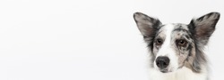 A close-up of a Border Collie dog's muzzle with erect ears against a white background. The dog is colored in shades of white and black and has long and delicate hair. An excellent herding dog