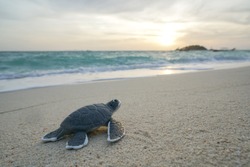 Little sea turtle on the sandy beach in morning time.