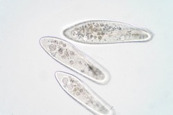 Free Paramecium Stock Photos Stockvault Net