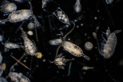 Plankton are organisms drifting in oceans and seas. Zooplankton.
