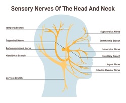 Sensory nerves of the head and neck. Neural coverage of human head carring sensory organs signals to the brain. Sensations of the face, scalp and neck. Flat vector illustration