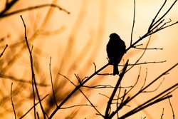 Silhouette of a Sparrow sitting on a branch against the sunset light. Bird in the branches at sunset. Background with silhouettes of a small bird and beautifully intertwining in orange light branches