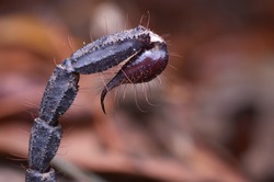 close up image of a Scorpion tail