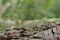 Walking Stick Insect, camouflaged on tree trunk