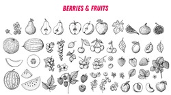 Berries and fruits drawing collection. Hand drawn berry and fruit sketch. Vector illustration. Engraved style.	