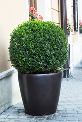 Big evergreen tree Buxus sempervirens (common box, European box, or boxwood) in pot near house