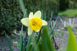 Yellow Narcissus flower growing in spring garden. Daffodil flowering plant on flowerbed, sunny light day