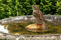 Common house sparow (Parus major)at the bird bath in a cottage garden.
