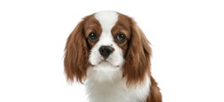 closeup portrait curious pure-bred dog, puppy Cavalier King Charles Spaniel, on white background, isolated