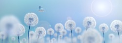 white dandelions with butterfly on blue background, wide view, creative surrealism concept