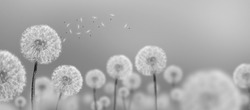 black-and-white photo landscape of white dandelions