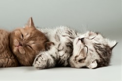 two fluffy gray beautiful kitten, breed scottish-fold,  lie portrait  on grey  background