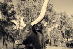 Texas bull