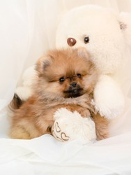 fluffy pomeranian puppy with teddybear