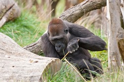 gorilla using branch as a tool