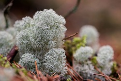 A macro view of Reindeer lichen (Cladonia), suitable for backgrounds.
