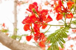 Red flowers, common names Dwarf poinciana, Flower fence, Paradise Flower, Peacock's crest, blooming in summer. There are fresh colors in the beautiful! Lampang, Northern Thailand Taken on a cloudy day
