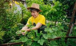 A female gardener works in her yard and grows cucumbers. The concept of gardening, farming and cucumber growing