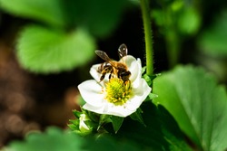 bee on a white flower strawberry in the garden