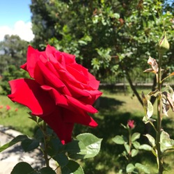 red rose, Beautiful redRose flower