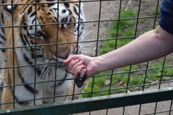 Thin Caucasian hand reaching out to feed and large tiger behind a gate 