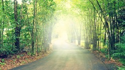 Walkway Lane Path With Green Trees in Forest, vintage effect