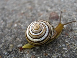 snail on the asphalted road the concept of danger to the environment