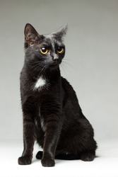 Black cat young without a breed sits, portrait