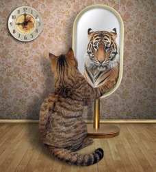 The cat looks at in the mirror. It sees the reflection of a tiger there.