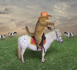 The cat cowboy on a horse grazes his cows.