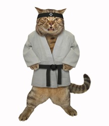 The karate cat in a white kimono with a black belt and headband gets ready to fight. Isolated.