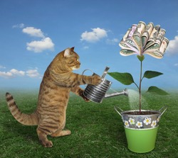 The cat gardener waters a money tree in a pot with an iron watering can on the meadow.