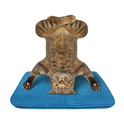 The beige cat athlete is doing yoga headstand exercise on a blue fitness mat. White background. Isolated.
