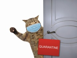 The beige cat in a surgical protection face masks closes the door of his house. A sign quarantine is hung on the door. Coronavirus. White background. Isolated.
