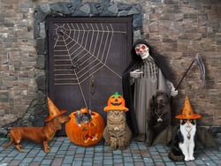 Animals witth a grim reaper are sitting near a door of an old castle for Halloween.